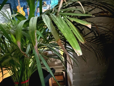 Końcówki liści usychają jedna po drugiej? Ten błąd zabija palmę Arekę w polskich domach