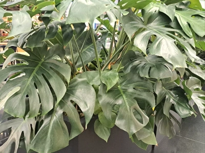 Wsyp jedną łyżeczkę zimą, a monstera wystrzeli nowymi liśćmi. Ten trik stawia ją „na nogi”