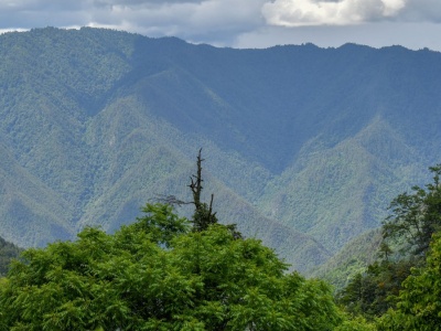Chiny zalesiają na potęgę swój kraj. Naukowcy komentują rezultat