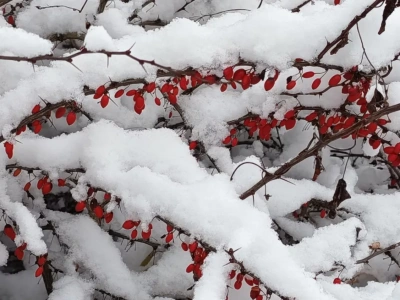 Kolorowe owoce zimą