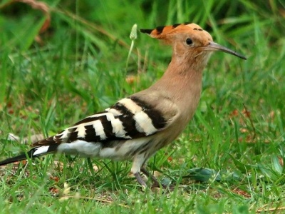 W Polsce jest ich coraz więcej. Dudek Ptakiem Roku 2026