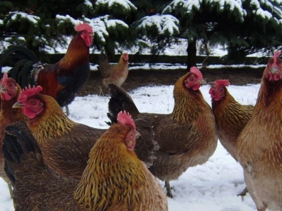 HPAI się rozprzestrzenia. Nowe ogniska grypy ptaków w Polsce i Europie