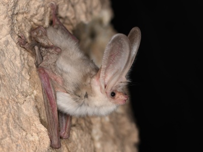 Zaginiony nietoperz odnaleziony po 55 latach. Naukowcy potwierdzili istnienie gatunku z pustyni Kara-kum