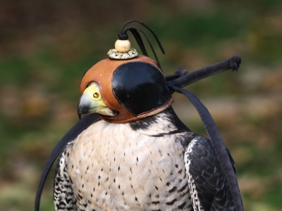 Polskie ptaki trafiły na listę dziedzictwa UNESCO. Wracają do natury