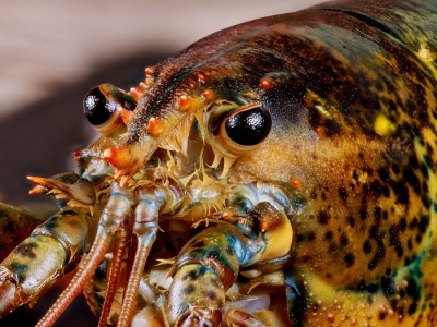 Stanowczy zakaz wejdzie w życie. Obejmie większość skorupiaków