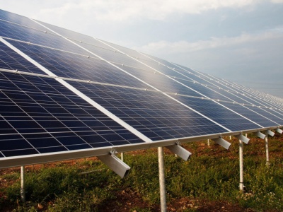 Energia, orzechy i grzyby z tego samego pola. To się nazywa optymalna agrowoltaika