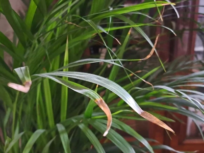 Zaczyna się niewinnie. Brązowe końcówki liści to alarm, którego zimą nie wolno ignorować