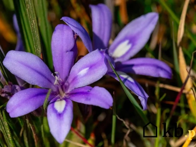 Egzotyczny kwiat, który zaskoczy każdego! Hit w polskich ogrodach!