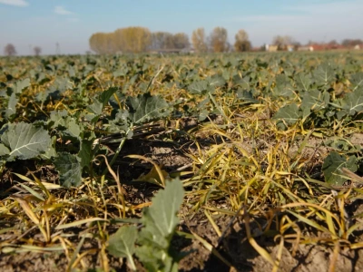 Samosiewy zbóż w rzepaku - czym pryskać na wiosnę?