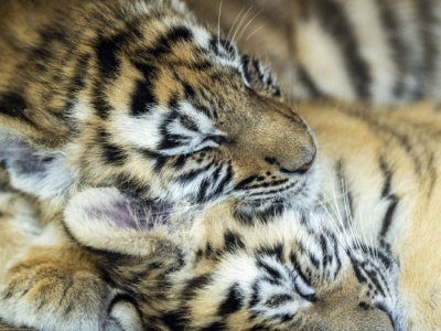 Chiny oszalały. Samica urodziła aż pięcioro młodych. To ewenement