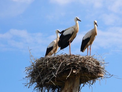 Trio z rekordami, KGHM blisko 300 zł. W oczekiwaniu na rekord WIG20
