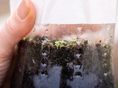 Ten trik oszczędza czas i pieniądze. Zimowy wysiew w butelkach podbija polskie ogrody