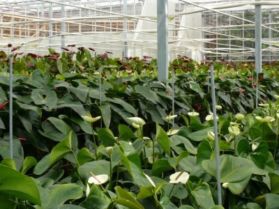 Składka zdrowotna rolników bez odliczenia? MFiG wskazuje inne korzyści