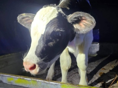 Siedlce. Ktoś zgubił cielę, które wypadło z przyczepki