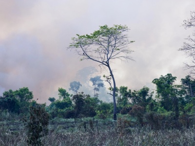 Brazylijskie firmy rezygnują z ochrony Amazonii przed wylesianiem, bo tracą ulgi podatkowe