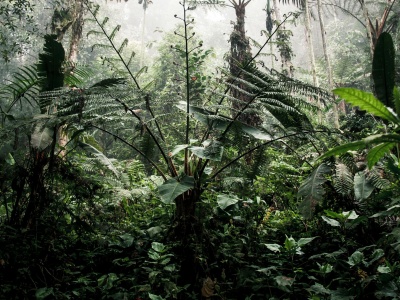 Użyli laserów, by odkryć pradawne miasto w Ekwadorze. Stanowisko kryło ponad 200 kopców kultury Yumbo