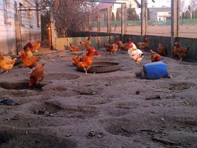 Rzekomy pomór drobiu 2026. Pierwsze dwa ogniska ND w Polsce