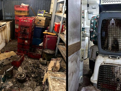 Łódzkie. 16 martwych psów pod Skierniewicami