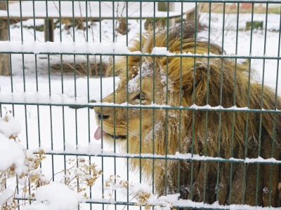 Są egzotyczne zwierzęta, którym zima niestraszna
