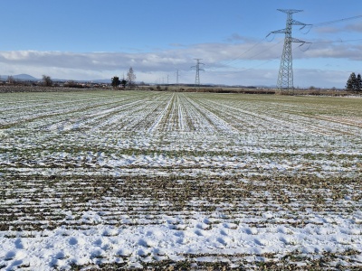 Czy mróz zniszczy pszenicę ozimą i rzepak? Zima 2026: mapy ryzyka, prognozy i decyzje na polu