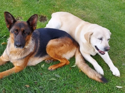 Psy zginęły pod kołami. Ofiary sylwestrowego strzelania