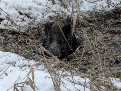 Konstancin-Jeziorna. Dzik wpadł do zamarzniętego zbiornika i nie był w stanie się wydostać