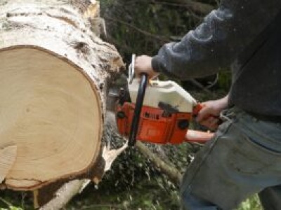 Wycinka drzewa na działce? Centymetr krawiecki ważniejszy niż piła. Kara to ponad 40 000 zł!