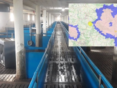 Strefa ASF w Piotrkowie dusi lokalną hodowlę świń. Decyzje zapadają w Warszawie