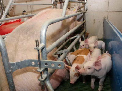 Prosięta i lochy w strefie ryzyka. Tu zaczynają się największe straty