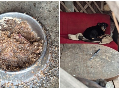 Stary pies zostawiony na działce podczas mrozów. Drugi – rasowy na betonie nawet bez koca