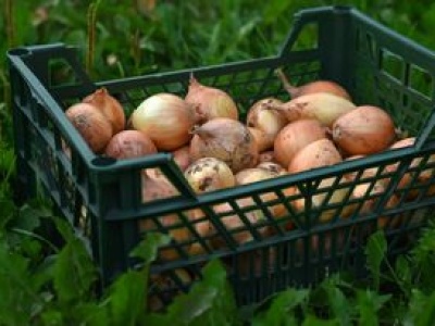 Wysłali cebulę do Polski. Zarobili ok. 200 mln zł. Oto skąd pochodzi