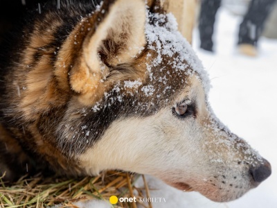 W schronisku zabrakło psów. Takiej reakcji nikt się nie spodziewał