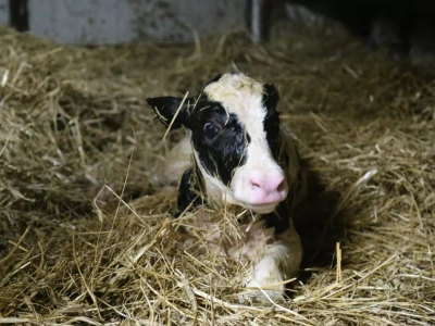 Jak szybko „ruszyć” cielę po urodzeniu? Ten składnik robi największą różnicę