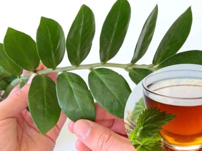 Od stycznia podlewaj zamiokulkasa tą herbatką. Zagęści się tak, że pękniesz z dumy