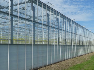 Holandia zwiększyła powierzchnię upraw warzyw szklarniowych w 2025r. Ubyło szklarni z kwiatami