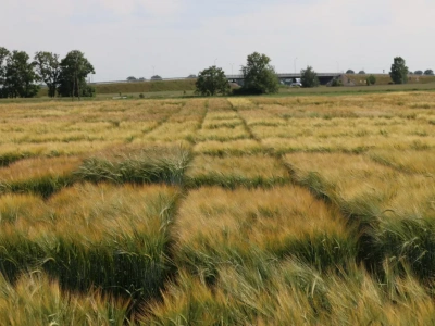 Jęczmień browarny tylko przewódkowy. Tomasz Zając ma powody, żeby go uprawiać