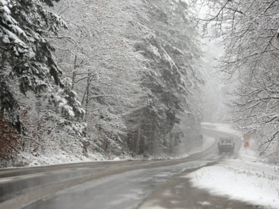 Miał celowo przejechać dwa psy na Mazowszu. Policja namierzyła kierowcę