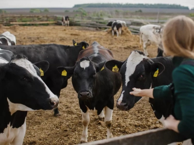 Kto naprawdę decyduje o cenach mleka w Polsce?