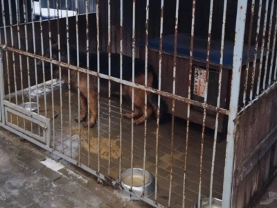 Koszmar zwierząt w bytomskim schronisku. Właścicielka dostaje miliony, a władze... nie widzą nieprawidłowości