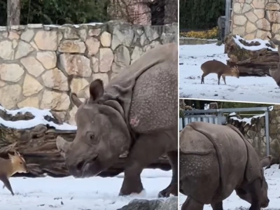 Tata Mundżak i Maruśka z wrocławskiego zoo to najpopularniejsza para w internecie. Nagranie stało się viralem