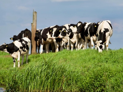 260 hodowców bydła wciąż nie odzyskało swoich pieniędzy. Nie składają broni