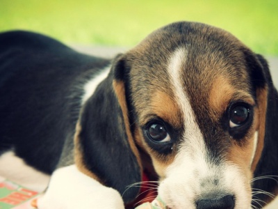 Psy potrafią podsłuchiwać. Jeśli w grę wchodzi zabawa