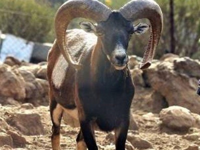 Polowanie na muflony zamknie szlaki na Teide. Sprawdź daty