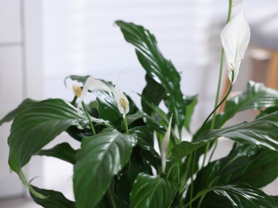 Wrzucam do słoika i czekam 2 dni. Po podlaniu skrzydłokwiat wygląda jak z kwiaciarni