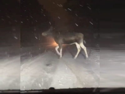 Nagranie z lubelskiej ulicy. Łosie spacerują po drodze nie zwracając uwagi na samochody