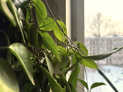 Wlej to zimą do doniczki. Hoya zacznie szykować pąki, zanim przyjdzie wiosna