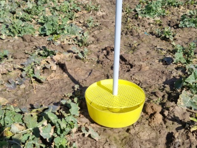 Po mrozach to te szkodniki zaatakują oziminy jako pierwsze