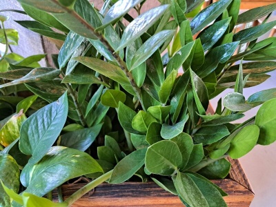 Jedna łyżeczka do wody i zamiokulkas rusza z miejsca. Ten trik działa błyskawicznie