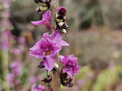 Kwitnie zimą. Tajemniczy krzew z dawnych ogrodów
