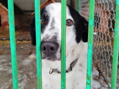 Ostatni dzień Akcji Mrozy w Tarnowskim Azylu. 60 psów wciąż czeka na ciepłe schronienie